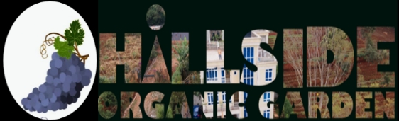 Hillside Organic Garden